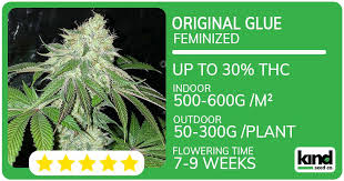 The Complete Guide to Buying and Growing Weed Plant Seeds The Complete Guide to Buying and Growing Weed Plant Seeds